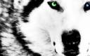 10514-green-ampamp-blue-eyed-wolf.jpg