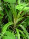 0-mixed-tropical-leaf.jpg