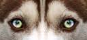 MuttEyes.jpg