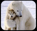 Death-hug-dog-funny-animals-Love-Animales-_-bear-perro-oso_large_thumb.png