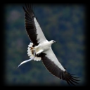 eagle2.png