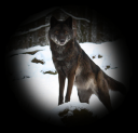 wolfsmall3.png
