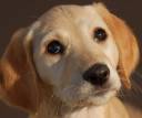 puppies!.jpg