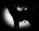 wolf1.png
