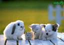 fluffies.jpg
