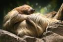 linnaeuss_two_toed_sloth_2_zps3b0a8e46.jpg