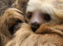 slothcloseup2toed_zpsa45a9770.jpg