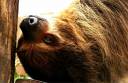 Two_toed_Sloth_face_by_KIARAsART_zps378f3afe.jpg