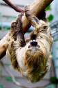 Two-toed-Sloth-hanging-small_zpsd02d9e39.jpg