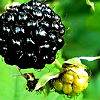 foraging_zps979d31a4.jpg