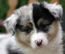 ghostpup.jpg