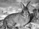 rabbit.jpg