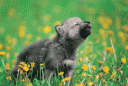 puppy.gif