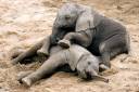 2phants.jpg