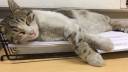 napping.jpg