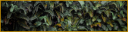 junglebanner1.png
