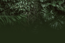 monsteraheader.png