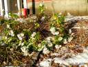 snow flowers.jpg