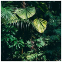 jungle.png