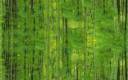 forestbackground.jpg