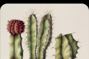 cactus.png