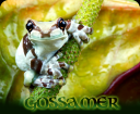 green-frog.png