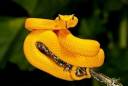 Eyelash-Viper-Pictures.jpg