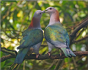 pigeon2.png