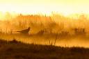 DRAFT new back ground, yellow morning, bird in fore ground.JPG