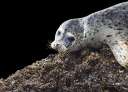 seal transp crop.png