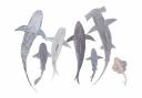 sharks.jpg