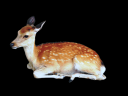 cute-wild-animal-png-cute-transparent-deer-png-image-900.png