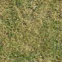 grass01.jpg