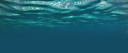 seaheader.png