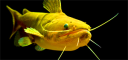 fish2.png