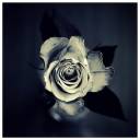 Rose____by_XipnosS.jpg