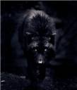 goodevil-3-425x500.jpg