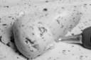3111979-a-big-scoop-of-mint-chocolate-chip-ice-cream-1.jpg