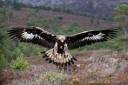 golden eagle.jpg