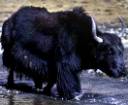 Yak.jpg