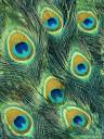 butterfly-peacock-feather.jpg