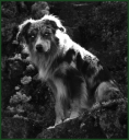 RikiDog.png