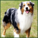 RikiDog02.png