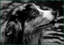 RikiPuppy.png