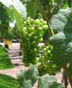 Grapevine from Sattui Vineyard.jpg