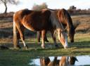 new_forest_pony.jpg