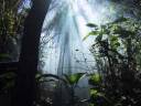 jungle.jpeg