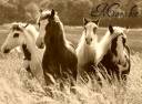 4horses.jpg