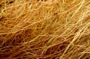 JAE_Dead_Grass_3_by_geoectomy_stock.jpg