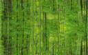 00-lucky-bamboo-background.jpg